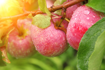 Crop of apples