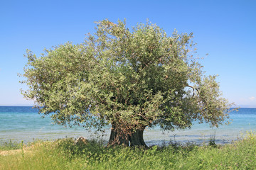 Olive tree by the sea