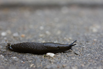 slug on concrete