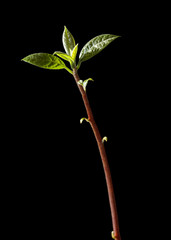 Macro of avocado sprout