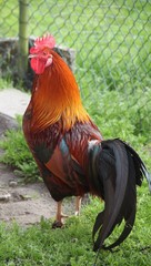 Stolzer Hahn in Freilandhaltung