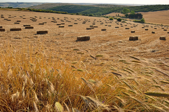 bale of straw
