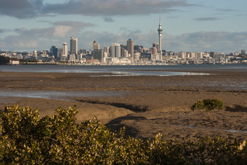 Naklejka premium Auckland panorama