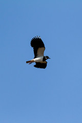 Northern Lapwing