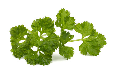 Parsley closeup on white background