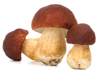 big boletus edulis isolated on white background close up