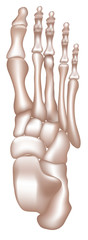 Bones of the foot