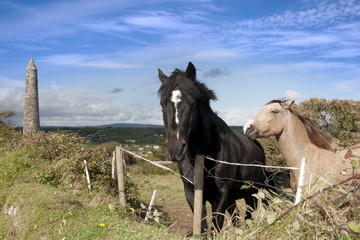 Fototapeta premium grazing Irish horses and ancient landmark tower