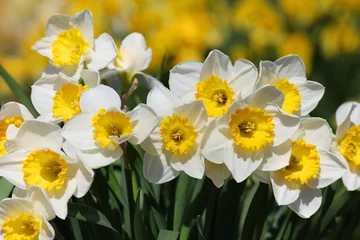 Sierkussen Narcis Close up shot of many white Daffodils  © SNEHIT PHOTO
