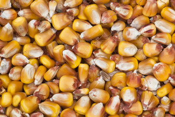 Background of dried corn © vrabelpeter1