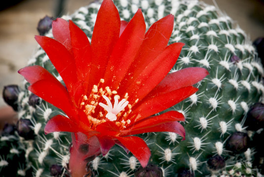 Flowering cactus rebutia deminuta