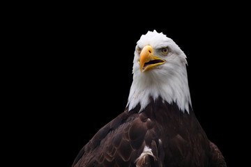 American Bald Eagle