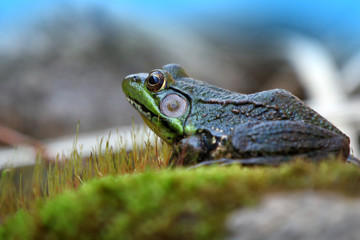 Green frog by the pond in the moss