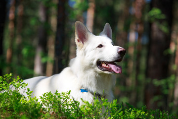 White Swiss Shepherd Dog