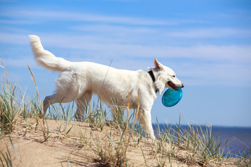 White Swiss Shepherd Dog