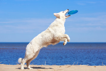 White Swiss Shepherd Dog