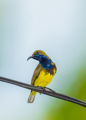 The portrait of male Olive-backed sunbird