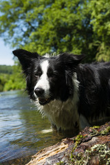 Bordercollie