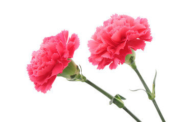 Pink carnation isolated on white background