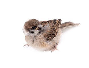 Some homework sparrow isolated white background