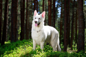 White Swiss Shepherd Dog