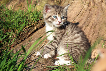 Small grey striped hair  kitten on green grass