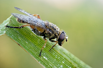 Mosca con rugiada su una foglia