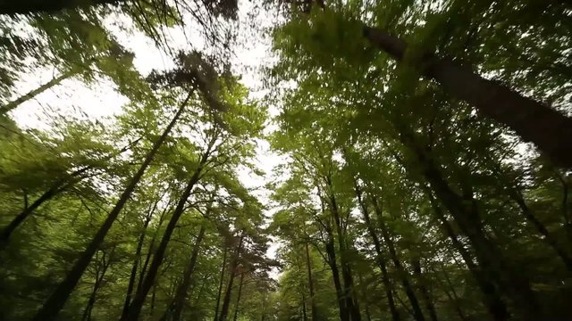 Fahrt im Wald 