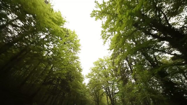 Fahrt im Wald - P.O.V.