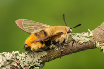 Hemaris Tityus © Gucio_55