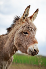Fototapeta premium Grey donkey in field