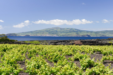 Fototapeta na wymiar Winnice wokół wyspy Pico na Azorach