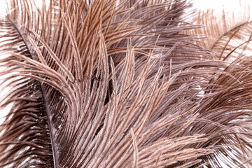 Brown feathers
