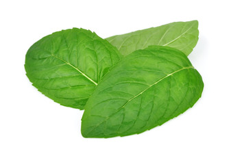 Fresh leaf mint