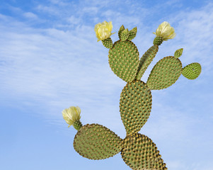 Obraz premium Opuntia cactus