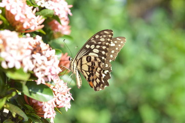 butterfly on pink ixora