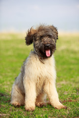 little pale yellow briard puppy