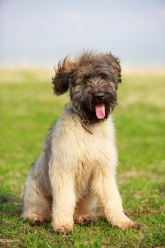 little pale yellow briard puppy