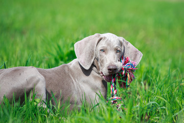 wemaraner puppy with toy