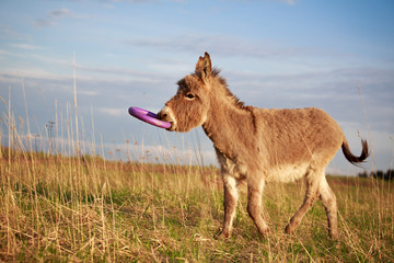 Fototapeta na wymiar Grey donkey with toy