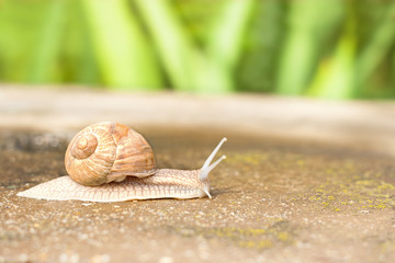 movement snail