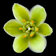 Fototapeta na wymiar yucca flower