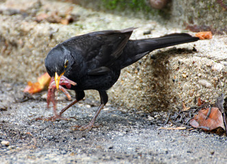 Black Blackbird hunting with a worm in the yellow beak