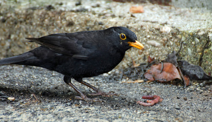 Black Blackbird hunting with a worm i