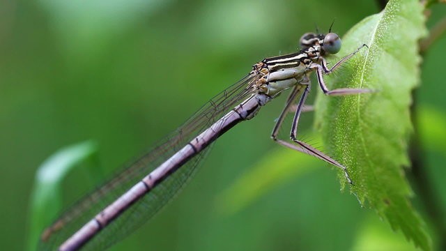 Speer-Azurjungfer - Coenagrion hastulatum