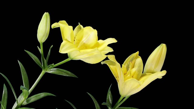Blooming yellow lily flower buds ALPHA matte (Lilium Fifty Fifty