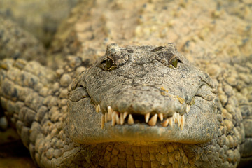 Head of crocodile in closeup