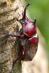 Beetle in Fraxinus suck sap for adv or others purpose use