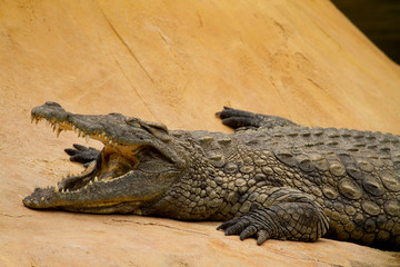 Crocodile is cooling down with mouth open