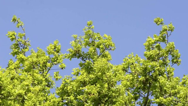 Eichen im Wind